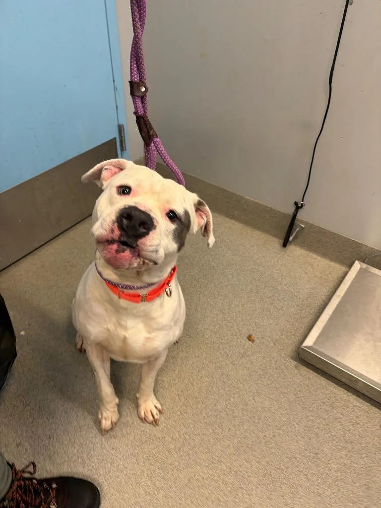 An adult medium-sized male Pit Bull Terrier dog named Kratos for adoption in Bloomington, IN