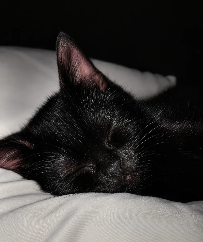 A baby medium-sized male Black Domestic Short Hair cat named Tink Tink for adoption in Fresno, CA