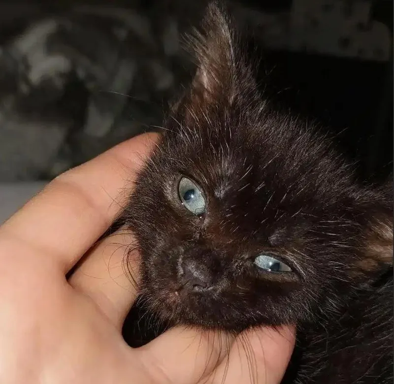 Tink Tink thumbnail 3