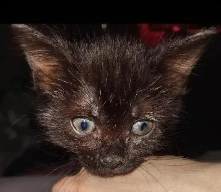 Tink Tink thumbnail 5