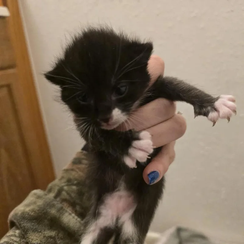 A baby small-sized female Black Domestic Short Hair cat named Dottie for adoption in League City, TX