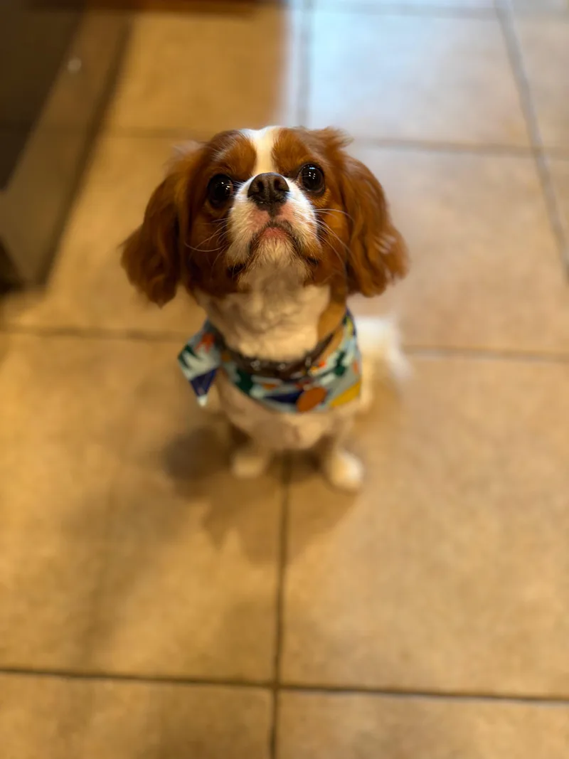 An adult small-sized male Red / Chestnut / Orange Cavalier King Charles Spaniel dog named Amos for adoption in Avondale, PA