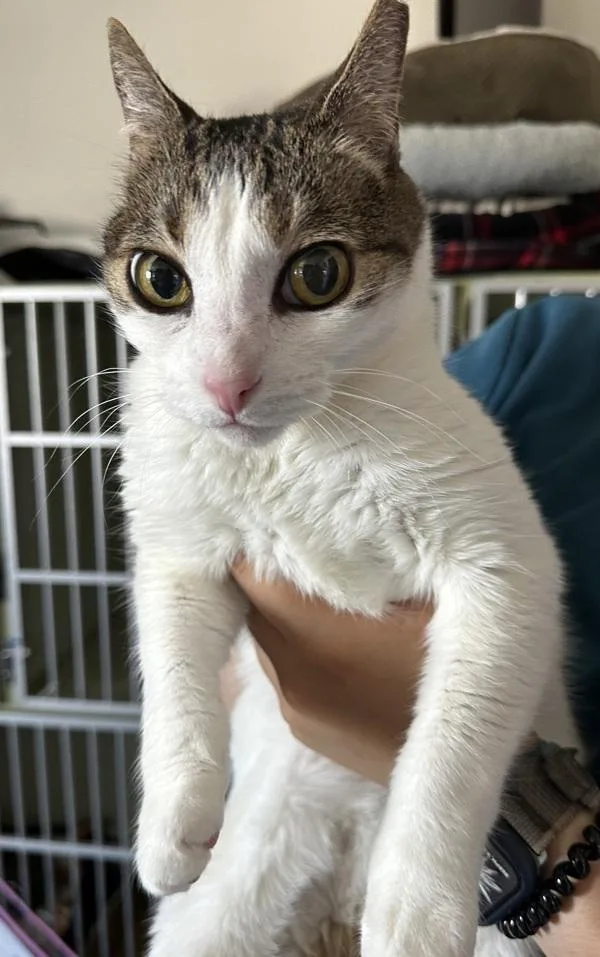 An adult medium-sized female Domestic Short Hair cat named Squash for adoption in Vallejo, CA