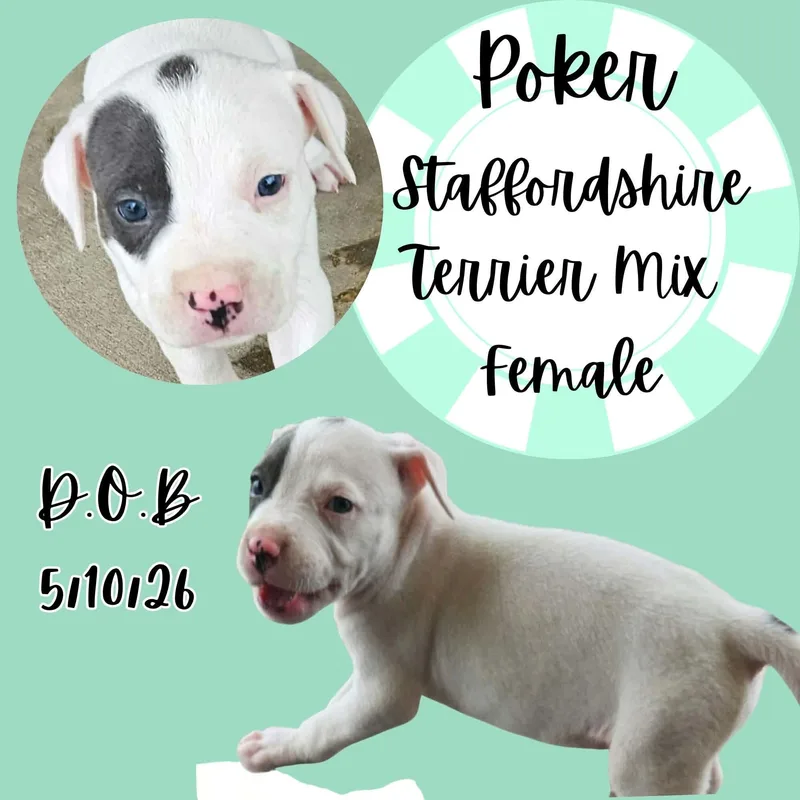 A baby medium-sized female White / Cream American Staffordshire Terrier dog named Poker for adoption in Caldwell, TX
