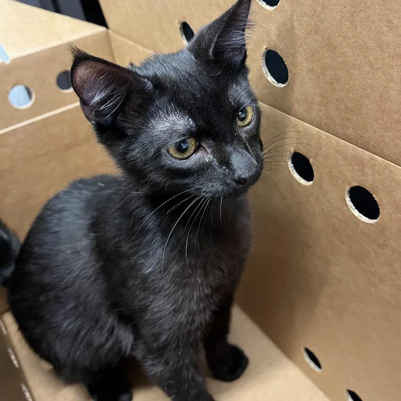 A young medium-sized male Black Domestic Short Hair cat named Mochi for adoption in Tampa, FL