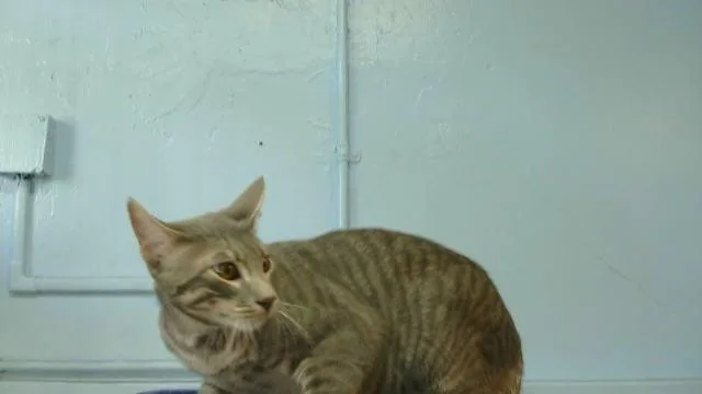 A young small-sized male Domestic Short Hair cat named Wumbo for adoption in Gardena, CA
