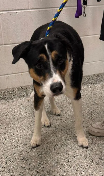 An adult large-sized female Black Mixed Breed dog named Bennie for adoption in Kansas City, MO