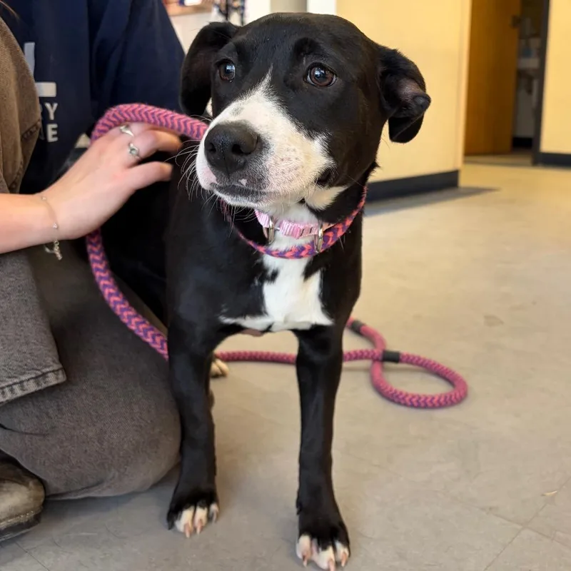 A baby small-sized female Black Mixed Breed dog named Mira for adoption in Morrisville, VT