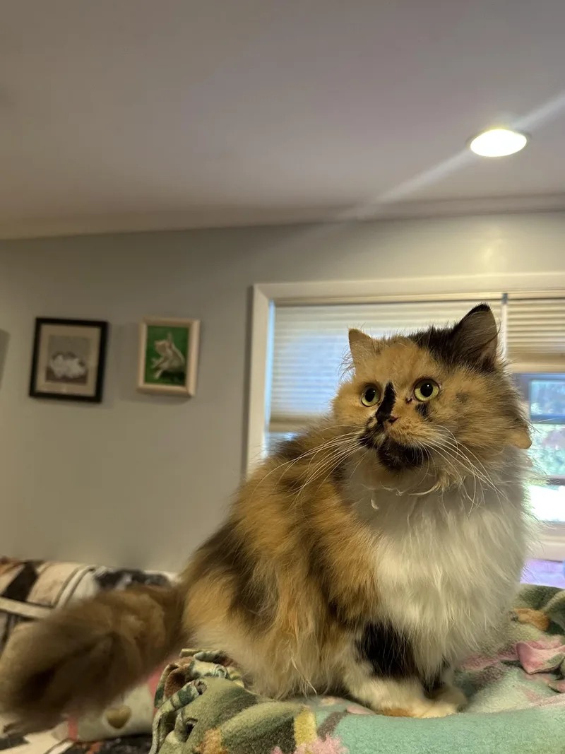 An adult medium-sized female Calico Persian cat named Badra for adoption in Fairfax, VA