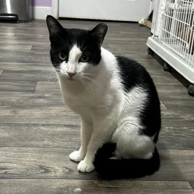 A young large-sized male Black Domestic Short Hair cat named Oliver from Bolivar for adoption in Boerne, TX
