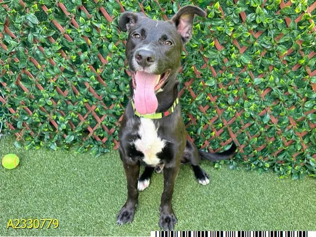 A young medium-sized male Mixed Breed dog named Chester for adoption in West Palm Beach, FL