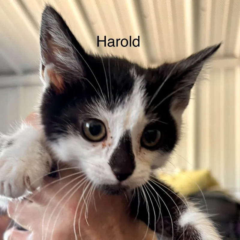 A baby medium-sized male Domestic Short Hair cat named Harold for adoption in Hartford City, IN