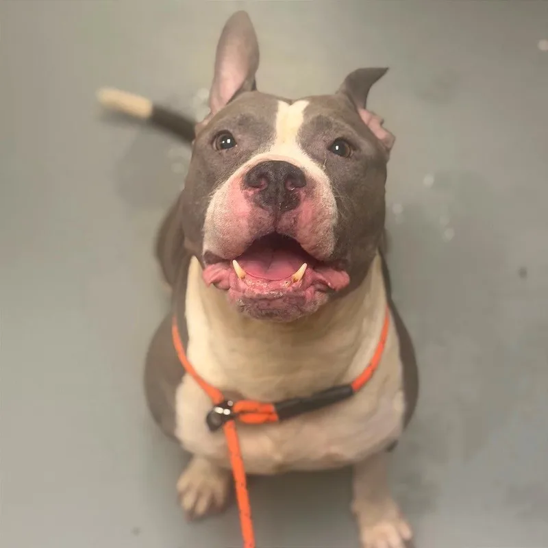 A senior large-sized female Gray / Blue / Silver Mixed Breed dog named Mercedes for adoption in Asheville, NC