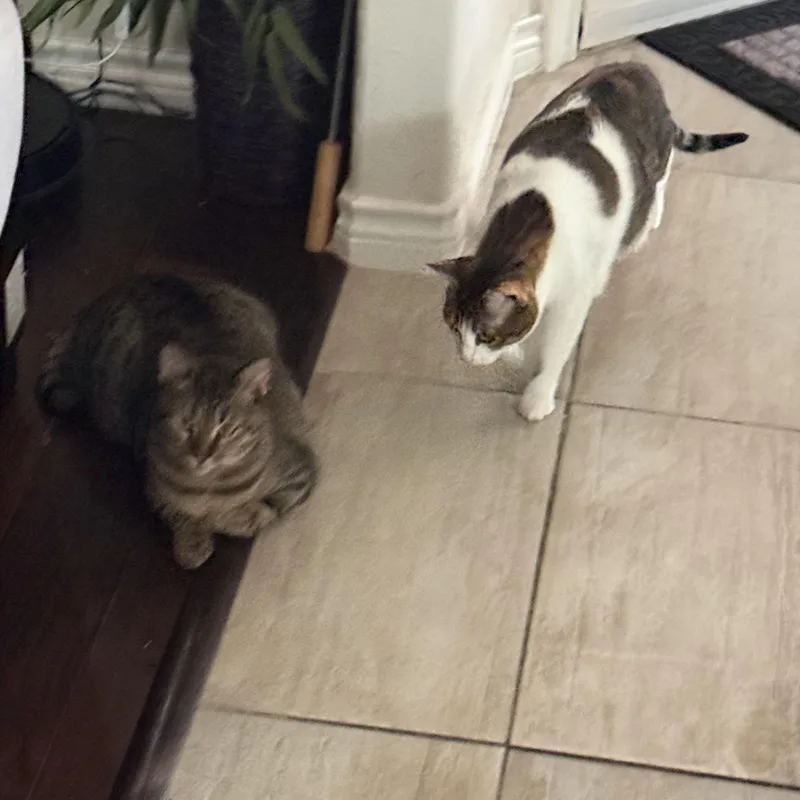 An adult extra large-sized female Domestic Short Hair cat named Kiwi and Bobby for adoption in Forney, TX