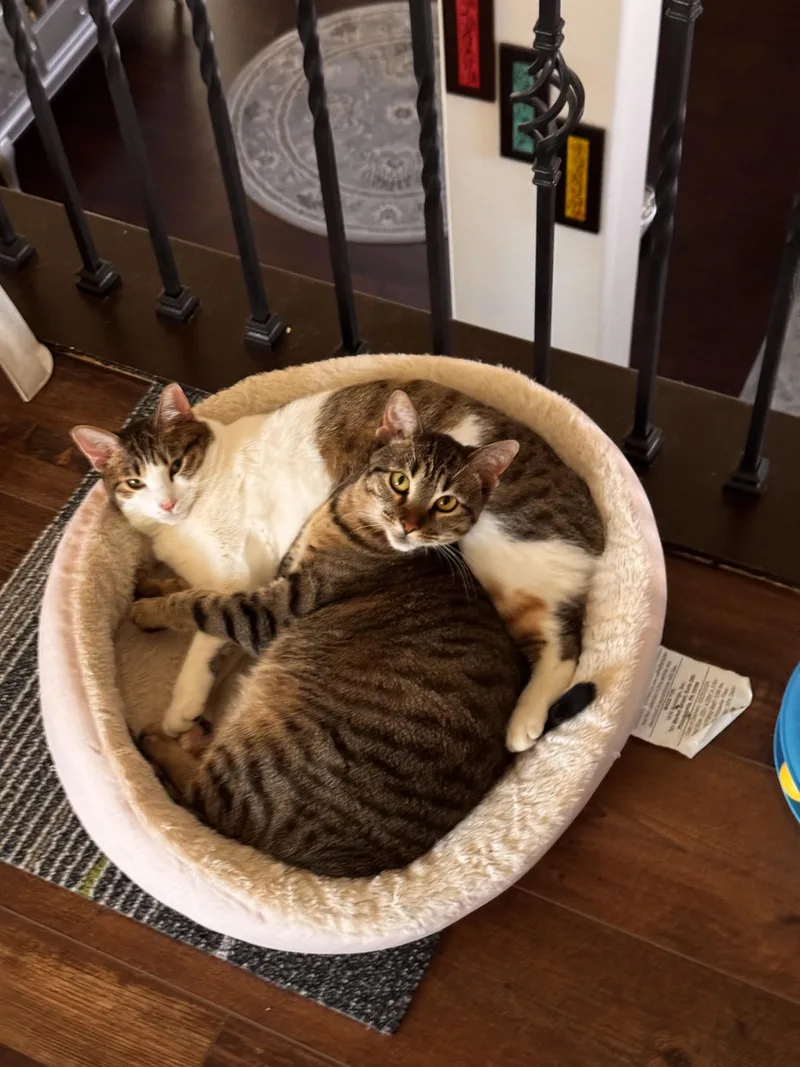 Kiwi and Bobby thumbnail 2