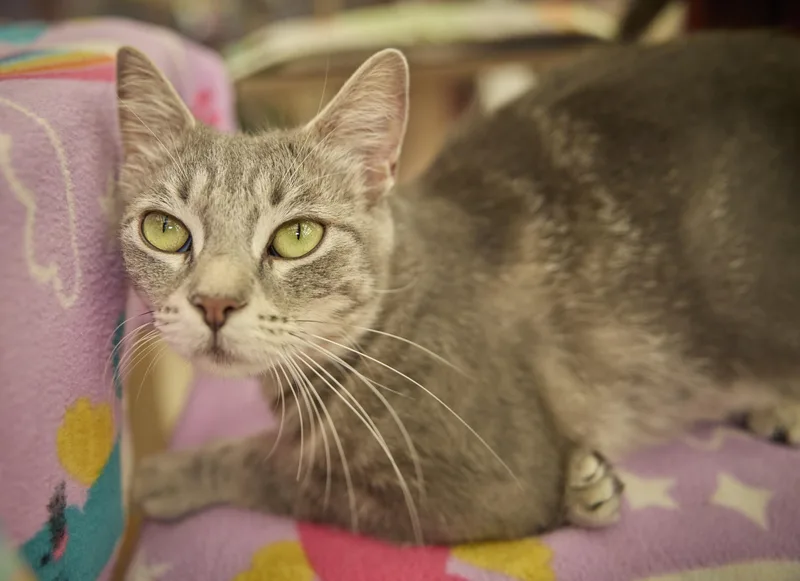 An adult medium-sized female Domestic Short Hair cat named Georgia for adoption in Santa Barbara, CA
