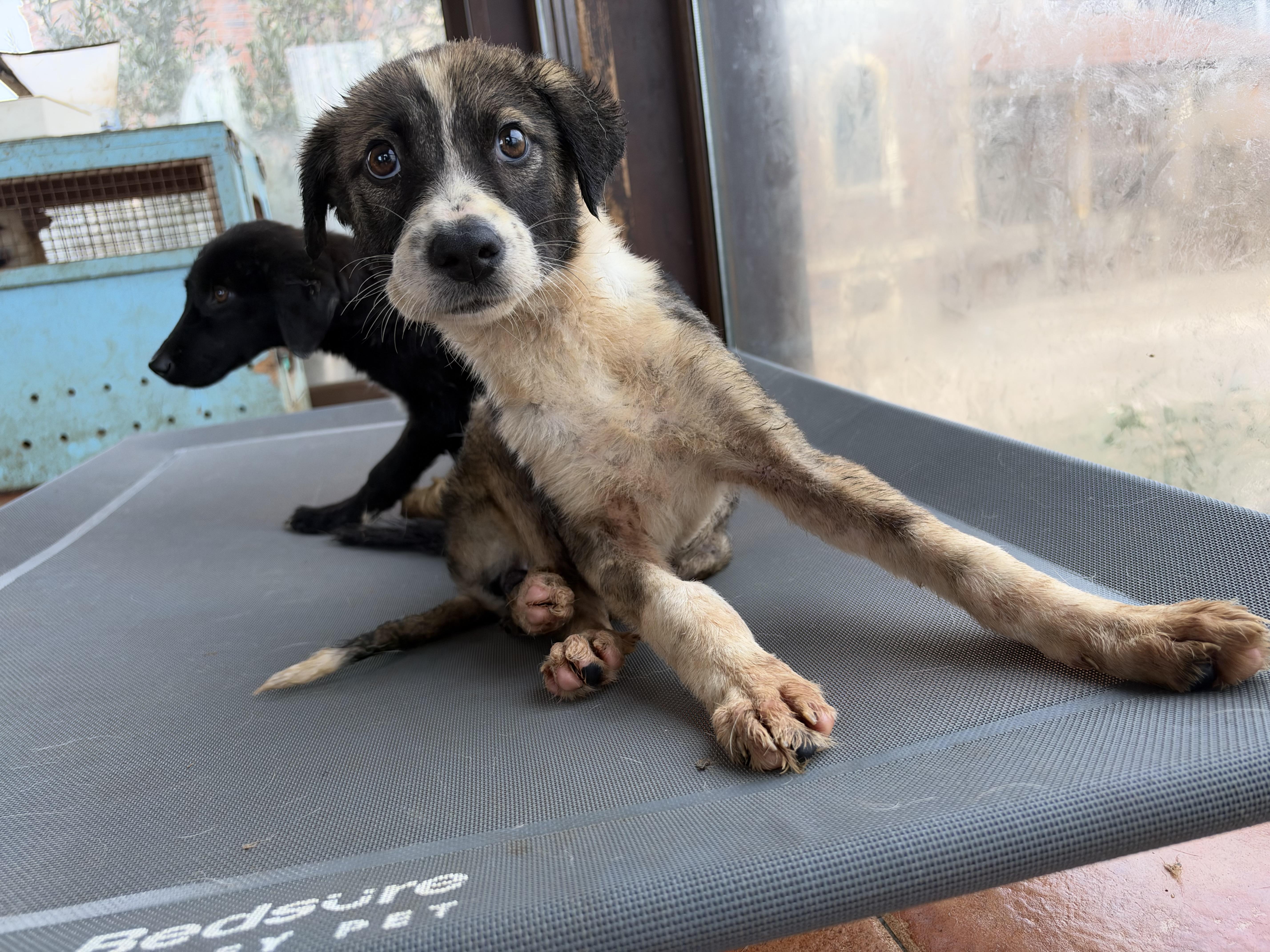A baby large-sized female Canaan Dog dog named Sofia for adoption in New York, NY