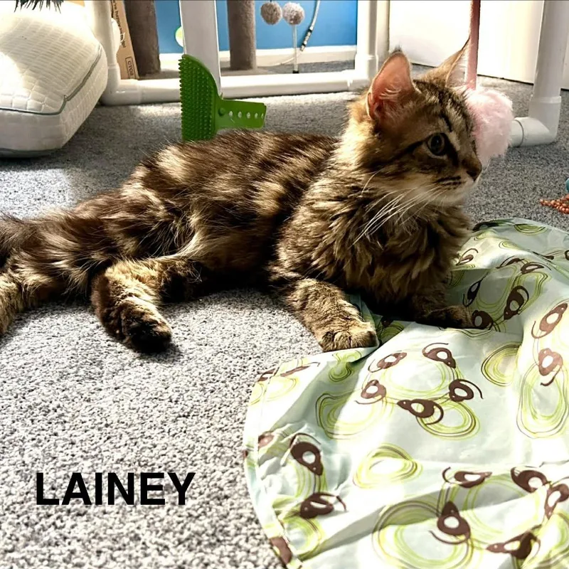 Lainey thumbnail 3