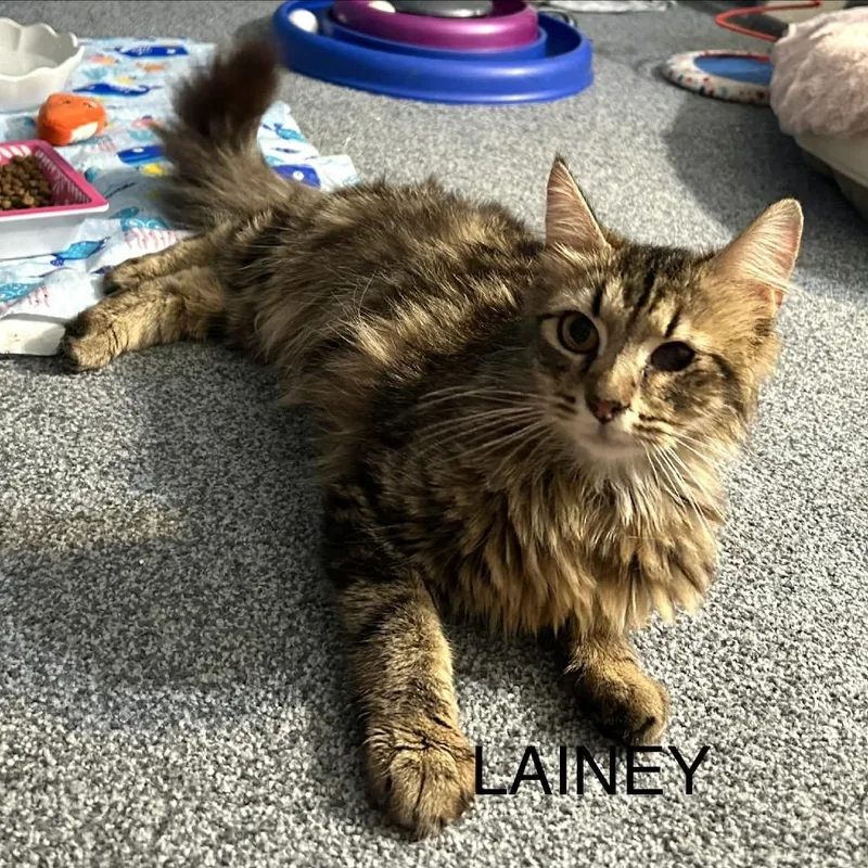 Lainey thumbnail 4