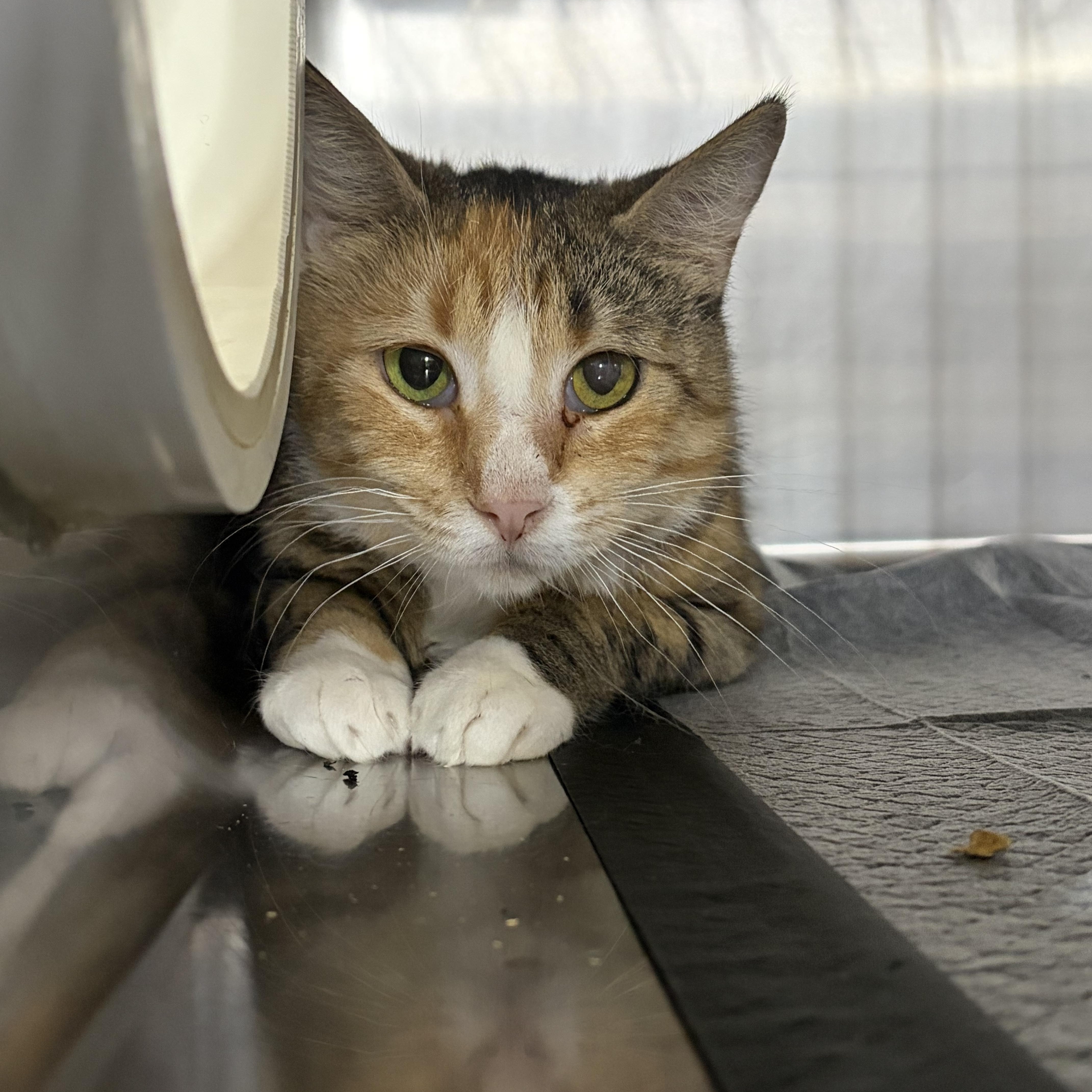 An adult medium-sized female Domestic Short Hair cat named Abelina for adoption in Log Lane Village, CO