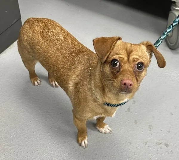 A young small-sized male Chihuahua dog named Pen C Skippy for adoption in Lawrenceville, GA