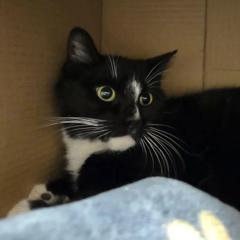 A young medium-sized female Black Domestic Short Hair cat named Esmerelda for adoption in Ballston Spa, NY