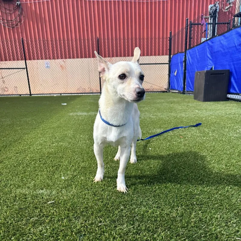 An adult small-sized male White / Cream Mixed Breed dog named Johnny for adoption in Philadelphia, PA