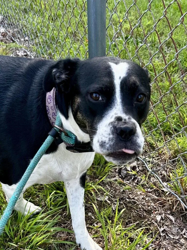 An adult large-sized female Pit Bull Terrier dog named DA Keko for adoption in Glen Allen, VA