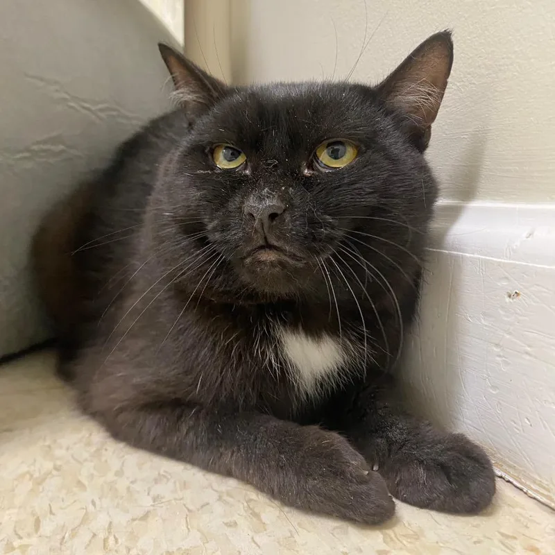 A young medium-sized male Domestic Short Hair cat named Blair for adoption in Fall River, MA