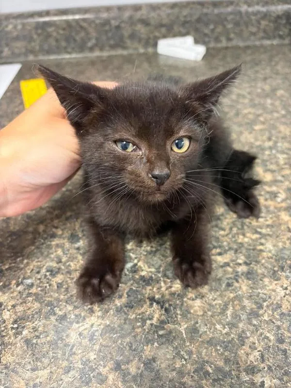 A baby small-sized male Domestic Short Hair cat named Dropline for adoption in Morristown, TN