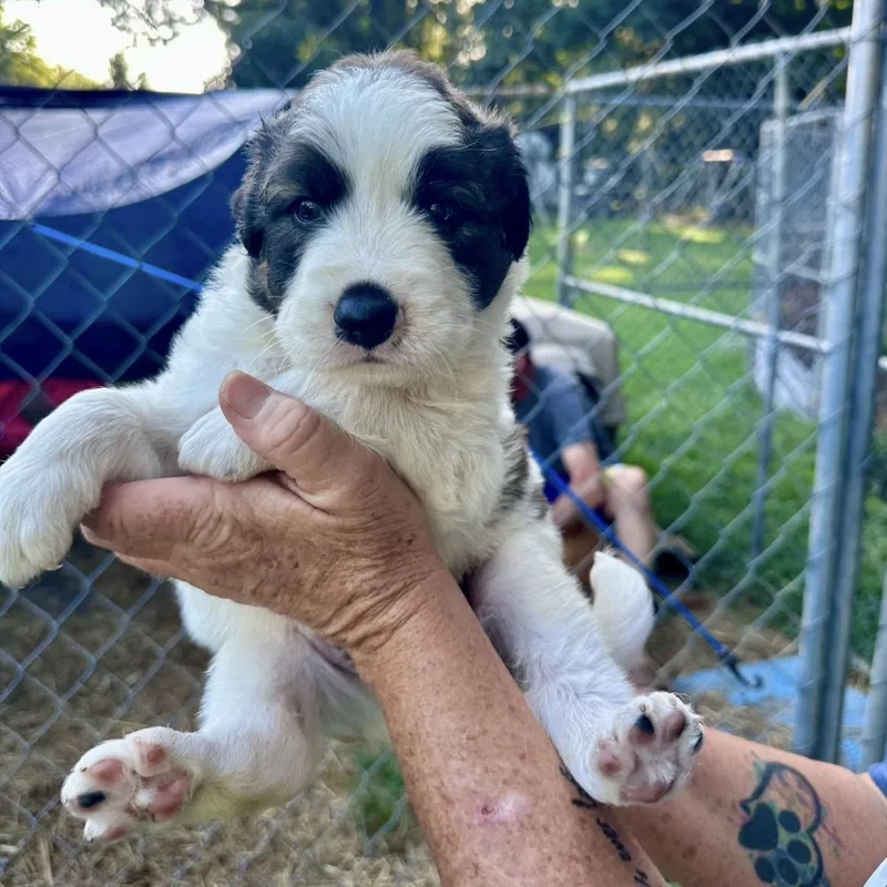 A baby large-sized male White / Cream Bernese Mountain Dog dog named Trooper for adoption in Hamilton , NJ