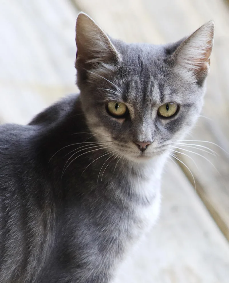 A young medium-sized female Domestic Short Hair cat named Speck for adoption in North Fort Myers, FL