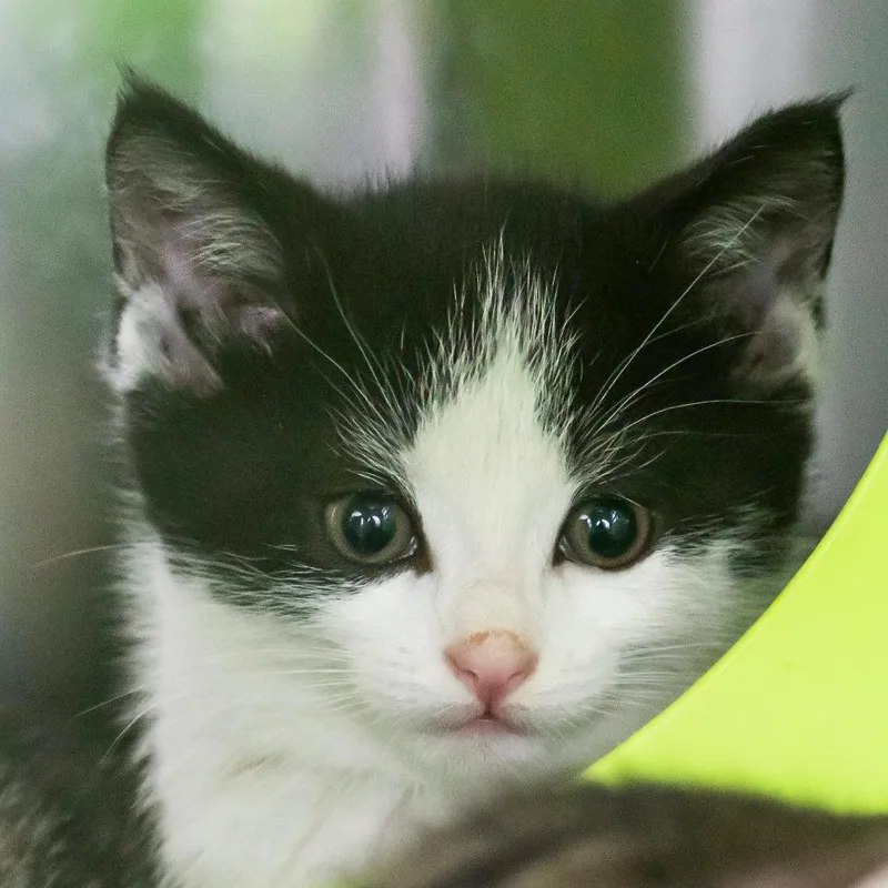 A baby small-sized male White Domestic Short Hair cat named Simon for adoption in Middletown, RI