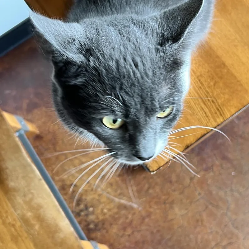 A young small-sized female Gray / Blue / Silver Domestic Short Hair cat named Cookie Hill for adoption in Woodstock, VA