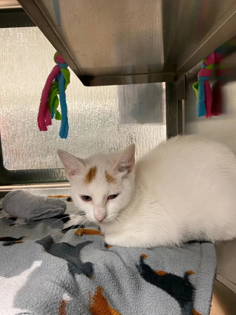A baby medium-sized female Domestic Short Hair cat named Nutmeg A for adoption in Plano, TX
