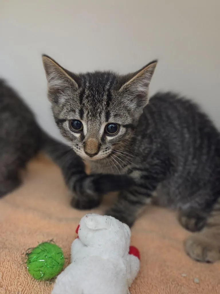 A baby small-sized male Domestic Short Hair cat named Jackson for adoption in Oxford, NC