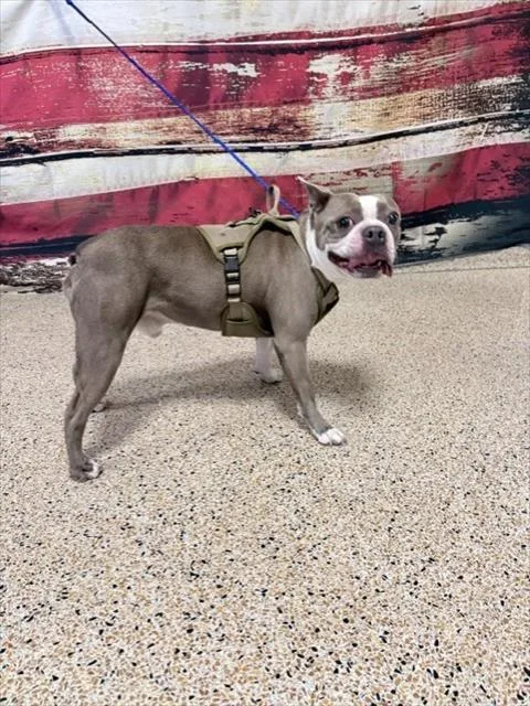A young small-sized male Boston Terrier dog named Jasper for adoption in Miami, FL