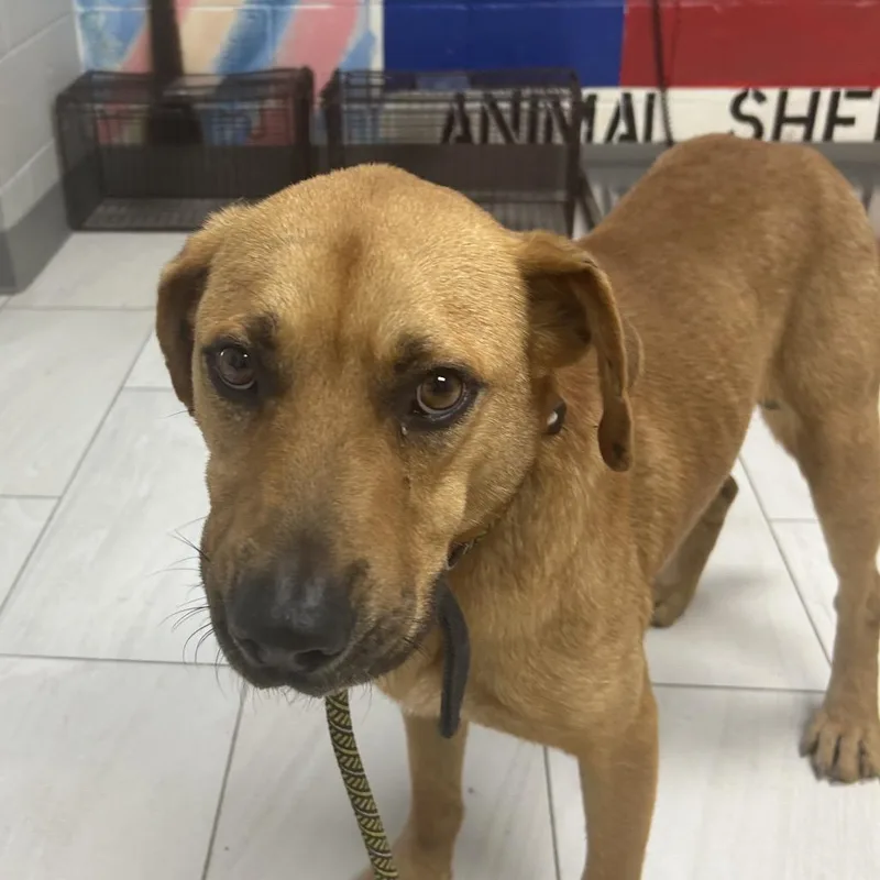 An adult medium-sized male Brown / Chocolate Black Mouth Cur dog named Roscoe for adoption in Lufkin, TX
