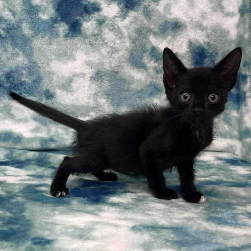 A baby small-sized male Black & White / Tuxedo Domestic Short Hair cat named Dobbles for adoption in Benld, IL