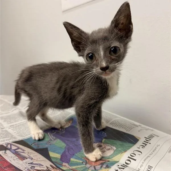 A baby small-sized female Domestic Short Hair cat named Littrell for adoption in Jacksonville, FL