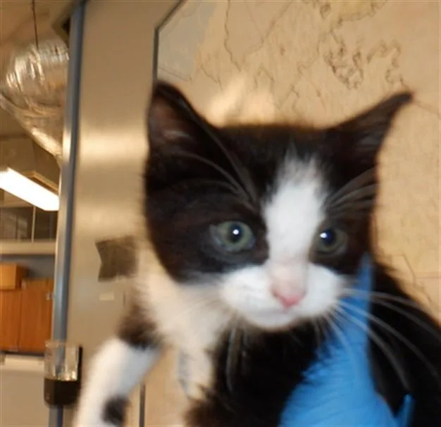 A baby small-sized male Domestic Short Hair cat named Bugg for adoption in San Jose, CA