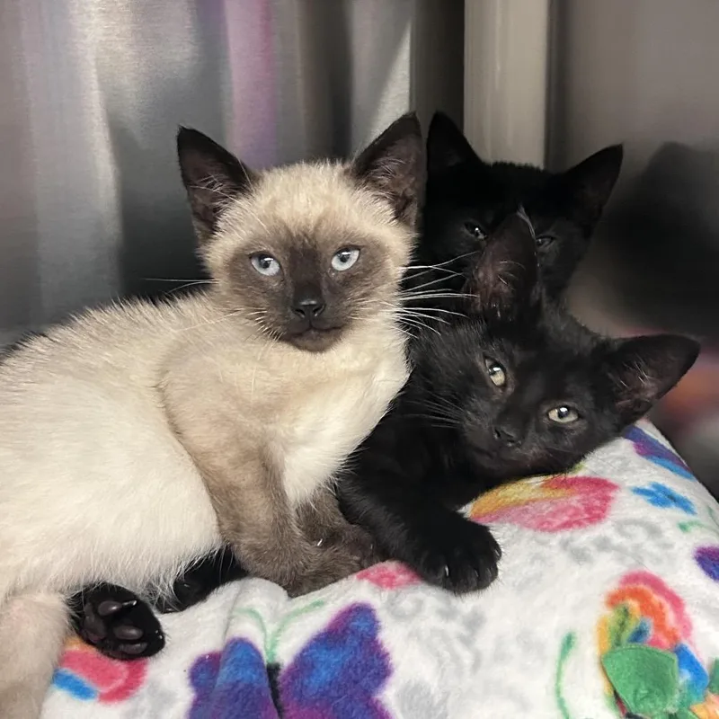 A baby small-sized female Domestic Short Hair cat named Junaluska for adoption in Hendersonville, NC
