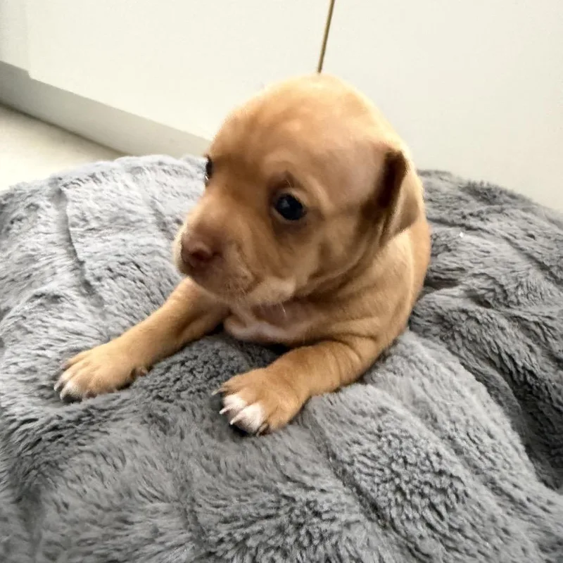 A baby small-sized male Yellow / Tan / Blond / Fawn Chihuahua dog named Waffles for adoption in Jupiter, FL