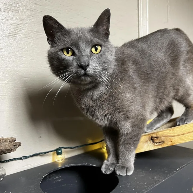 An adult large-sized male Gray / Blue / Silver Domestic Short Hair cat named Pendleton for adoption in Birmingham, AL