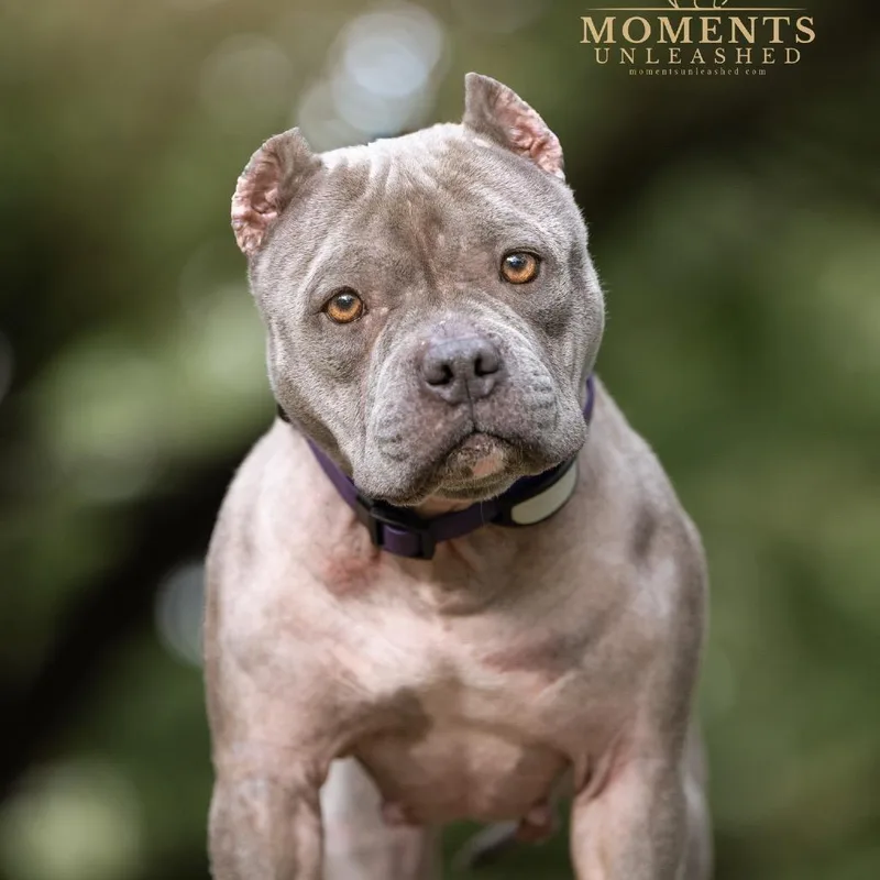 An adult medium-sized female Gray / Blue / Silver American Bully dog named Carlee for adoption in Parrish, FL