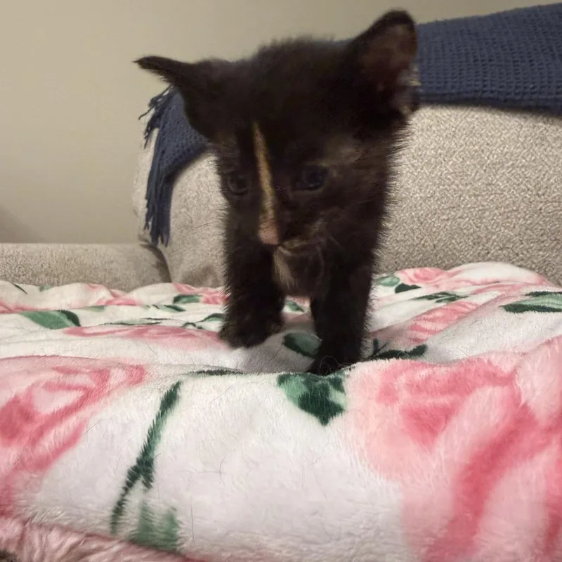 A baby small-sized female Tortoiseshell Domestic Short Hair cat named Daffodil for adoption in South Elgin, IL