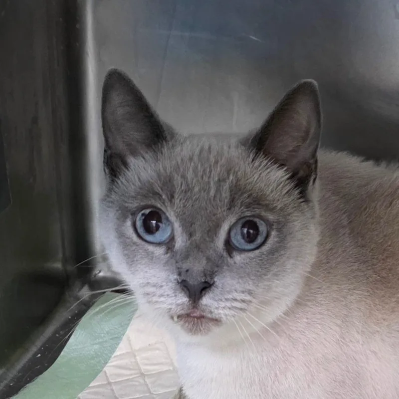 An adult medium-sized female Lilac Point Siamese cat named Chloe for adoption in Williston, FL
