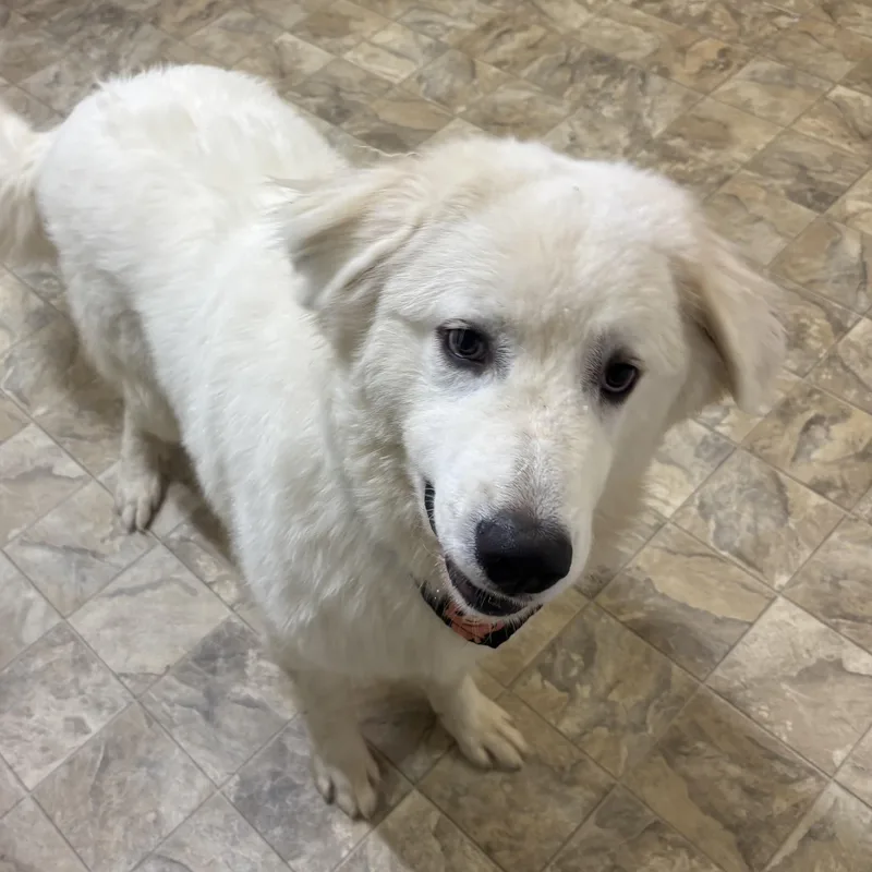 An adult large-sized male White / Cream Great Pyrenees dog named Snowy Mcfluff for adoption in Pilot Point, TX