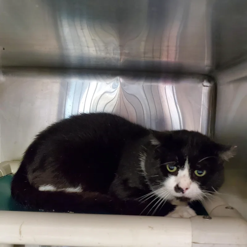 An adult large-sized male Black & White / Tuxedo Domestic Short Hair cat named Lear for adoption in Jersey city, NJ