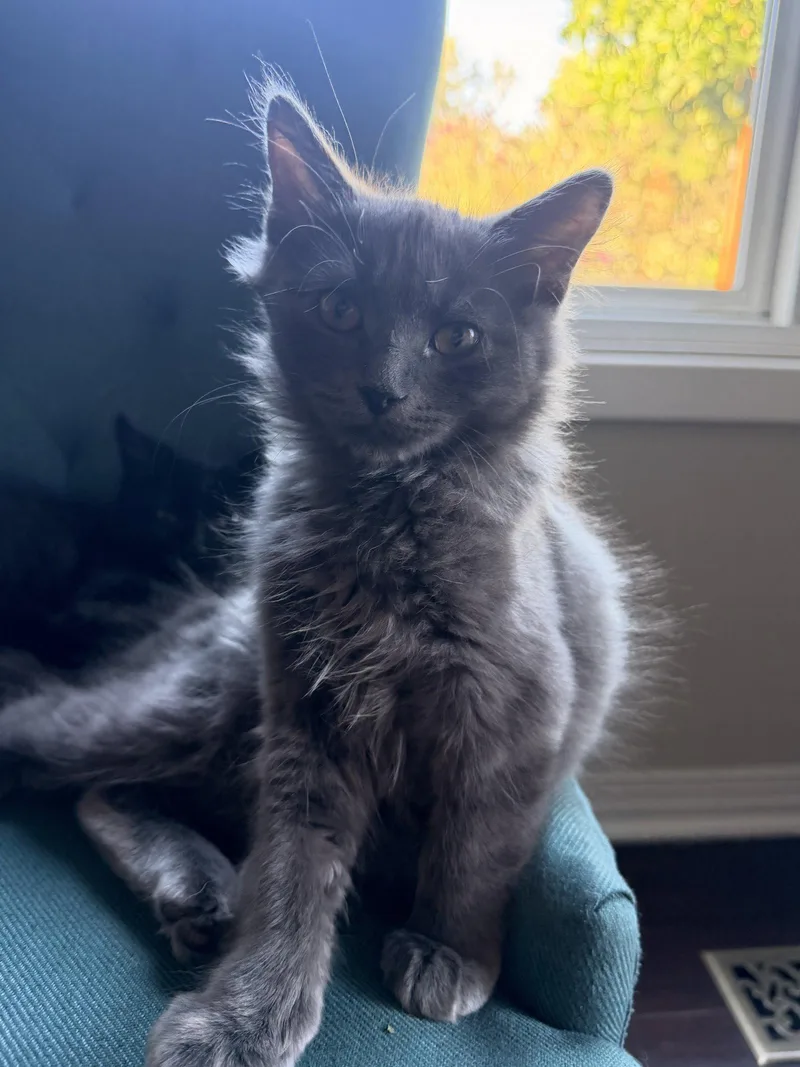 A young medium-sized male Gray / Blue / Silver Domestic Medium Hair cat named SARDINE Foodie Litter for adoption in Hillsboro, OR